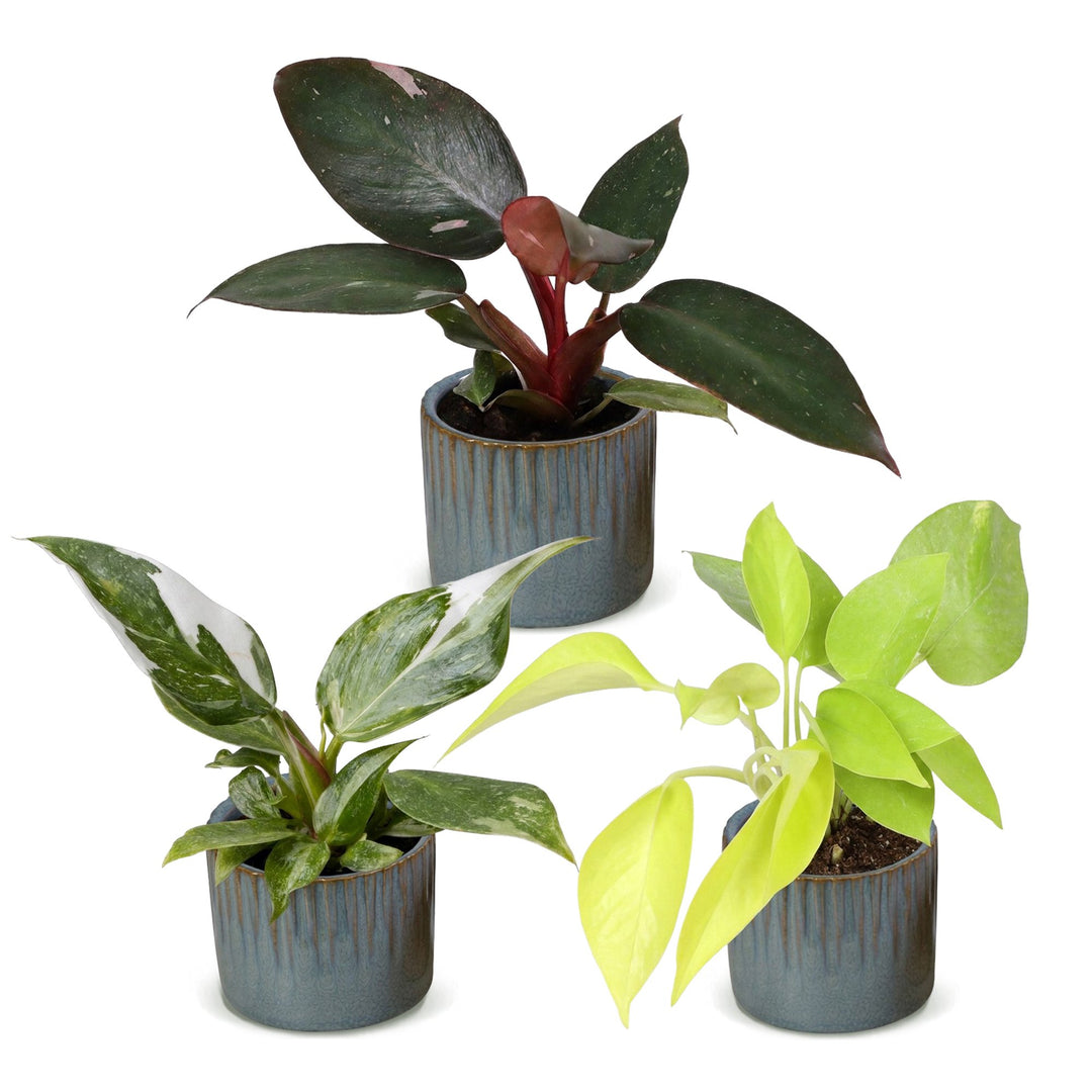 Baby Philodendron Tricolour trio, pack of 3 indoor plants, image 2