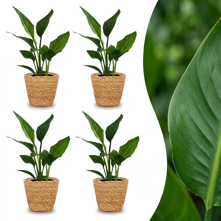 Strelitzia Reginea - Bird of Paradise - 4 Plants - with Seagrass Basket - Pot 12cm - Height 35cm