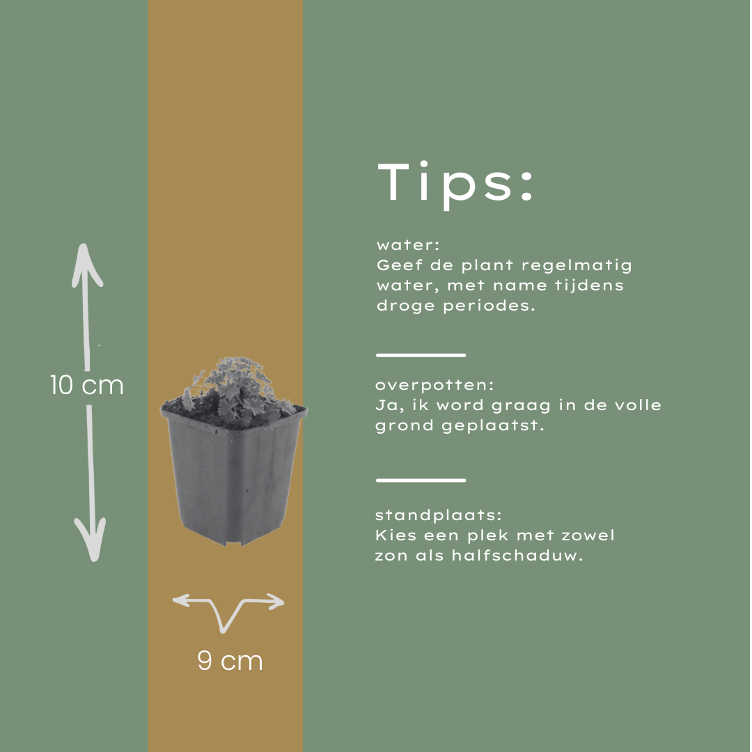 24x Geranium cin. 'Ballerina' - ↕10-25cm - Ø9cm