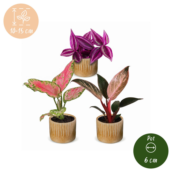 Baby Paradise Mix, 3 tropical houseplants in 6cm pots, image 5