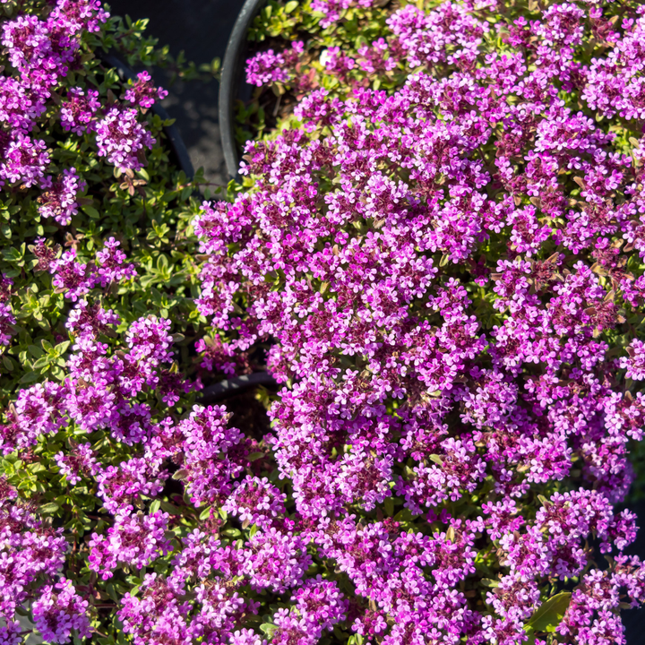6x Thymus praecox 'Coccineus' - ↕10-25cm - Ø9cm