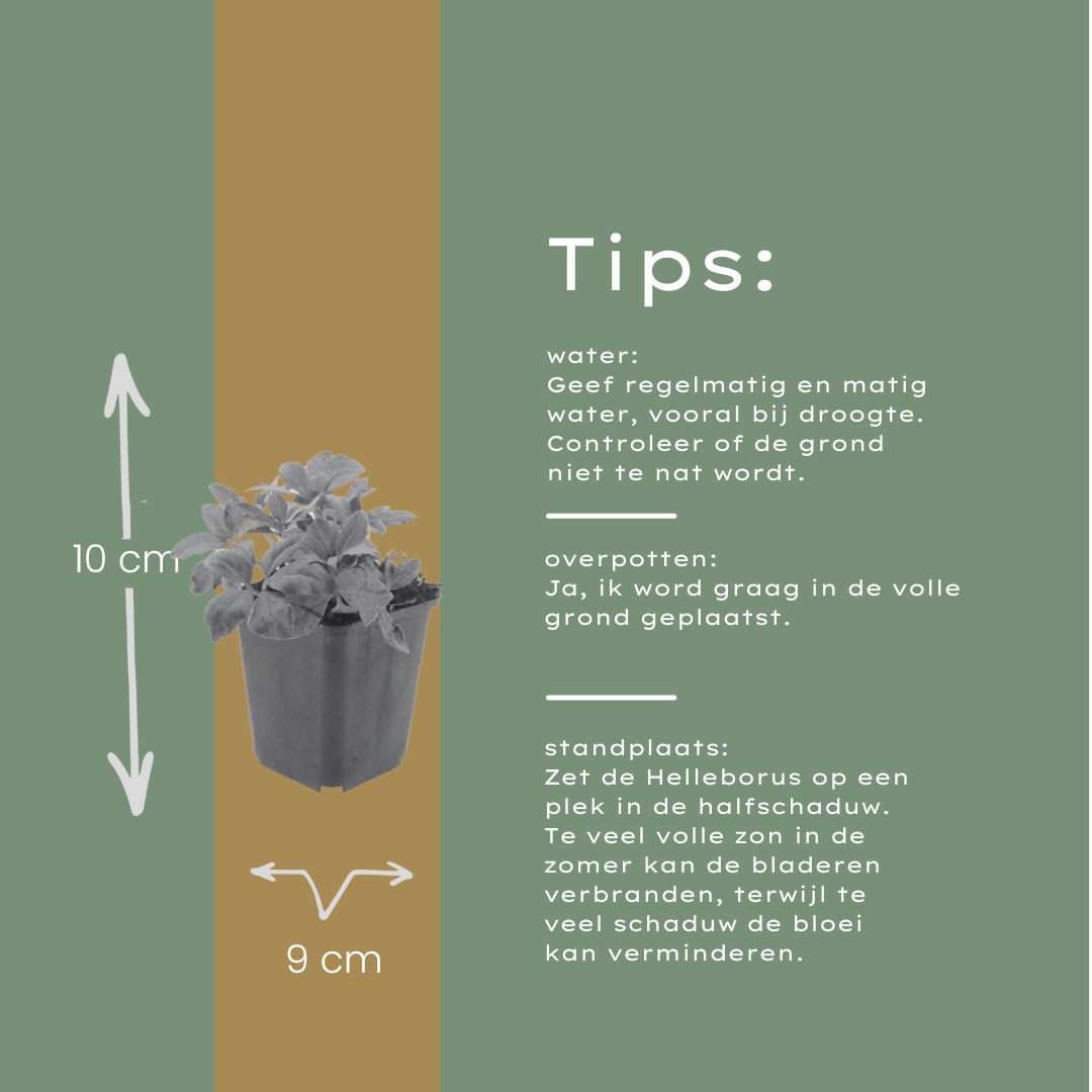 24x Helleborus niger - ↕10-25cm - Ø9cm