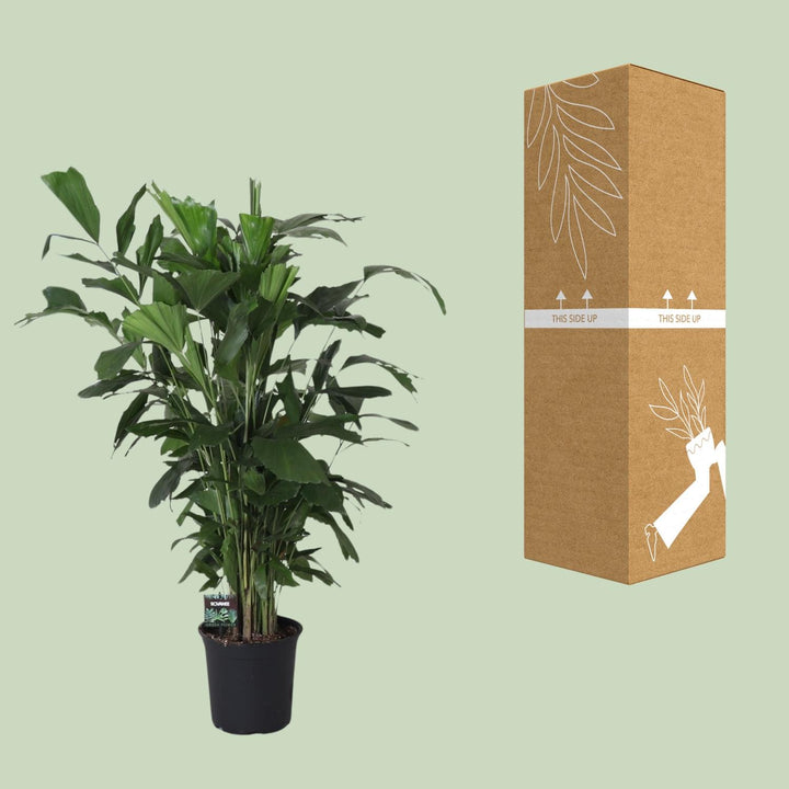 Fishtail Palm Caryota Mitis 120cm - Indoor Tropical Plant 24cm Pot