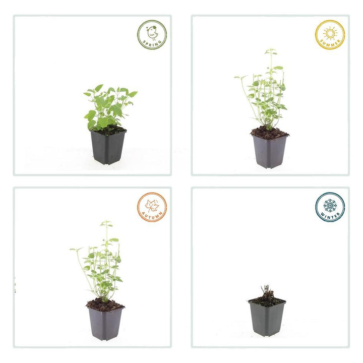 40x Agastache 'Black Adder' - ↕10-25cm - Ø9cm — healthy root ball and nursery pot ready to ship from Ireland