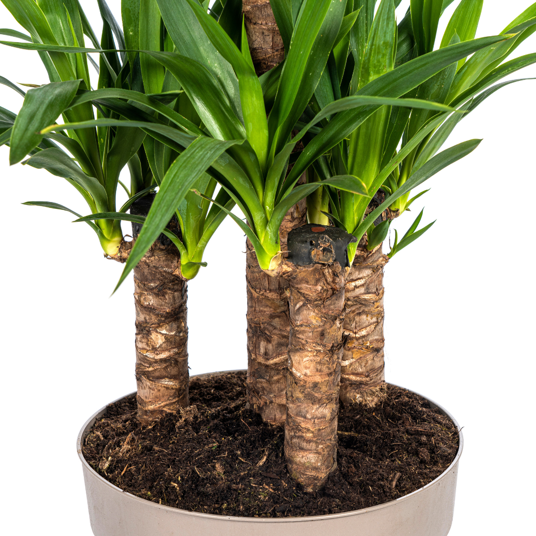 Yucca Elephantipes 90-110cm — Spineless Yucca in 30cm pot