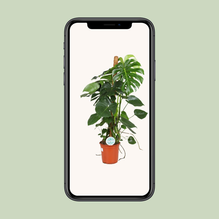 Monstera Deliciosa Plant 105cm - Large Indoor Houseplant 24cm Pot