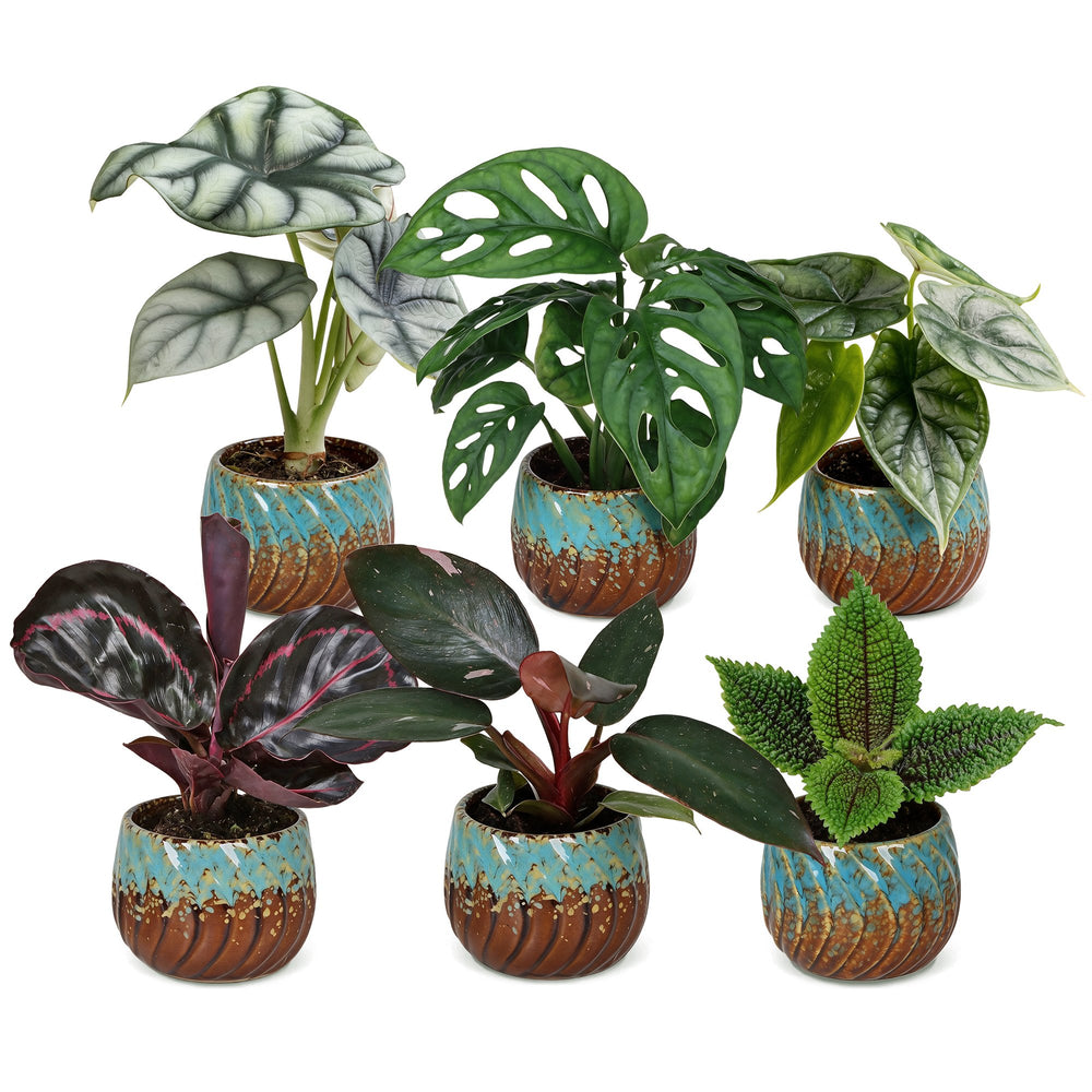 6x Baby Jungle Mix tropical indoor plants in Ø6cm growing pots, image 2