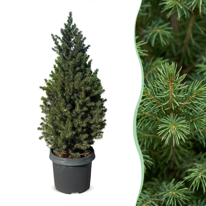 Pack of 2 potted dwarf spruce Christmas trees, 80cm in 23cm pots