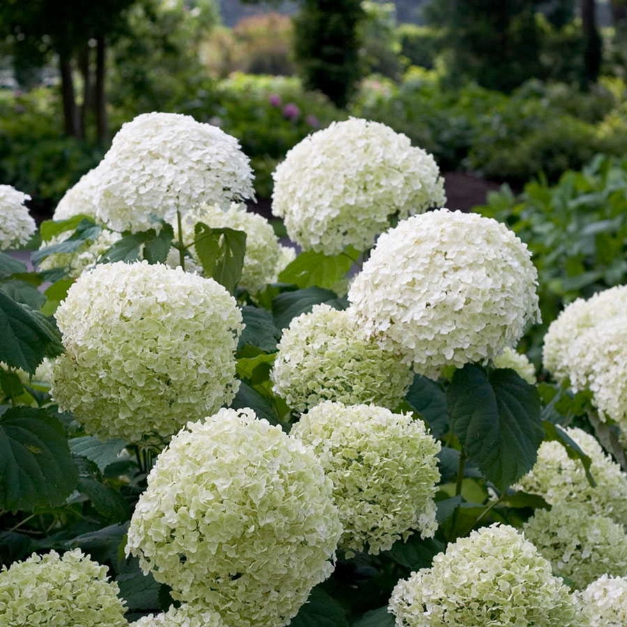 Hydrangea arborescens 'Strong Annabelle' in a 19cm pot, 30cm tall - view 4
