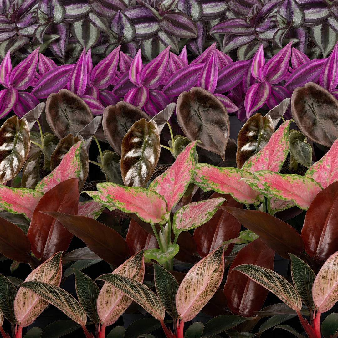 Baby Paradise Mix, pack of 6 tropical houseplants in pink and red tones, image 4
