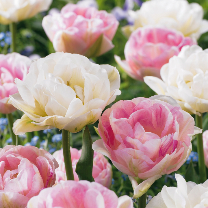 96x Tulipa Double Sensation - Tulipe double 'Double Sensation' - Divers - Floraison printanière - Calibre 11/12