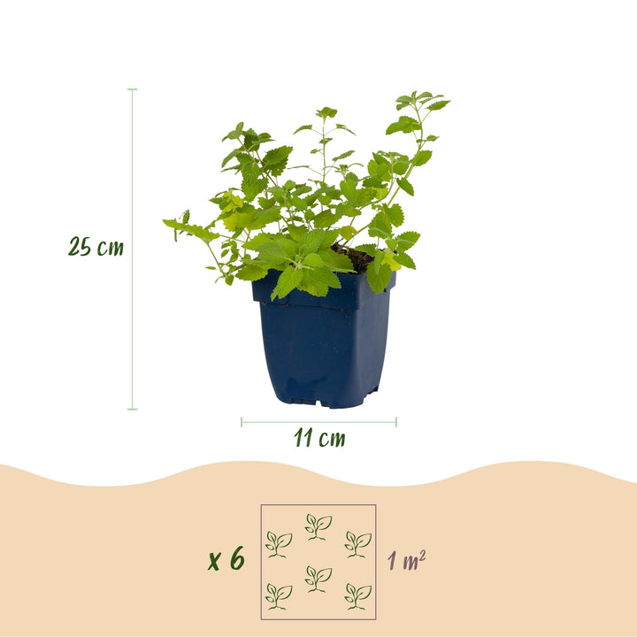 Pack of 24 Nepeta x faassenii catmint plants in 11cm pots - view 3