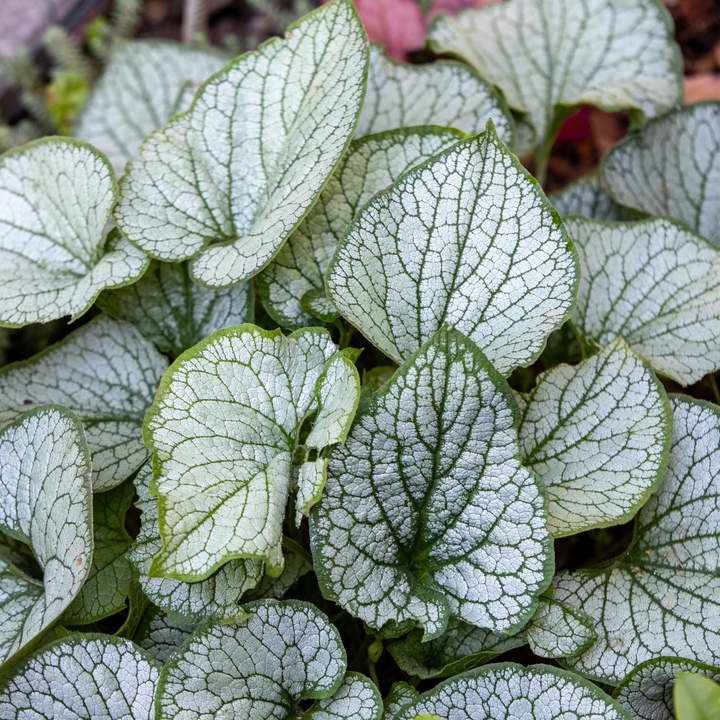 6x Brunnera macr. 'Jack Frost' - ↕10-25cm - Ø9cm — healthy root ball and nursery pot ready to ship from Ireland