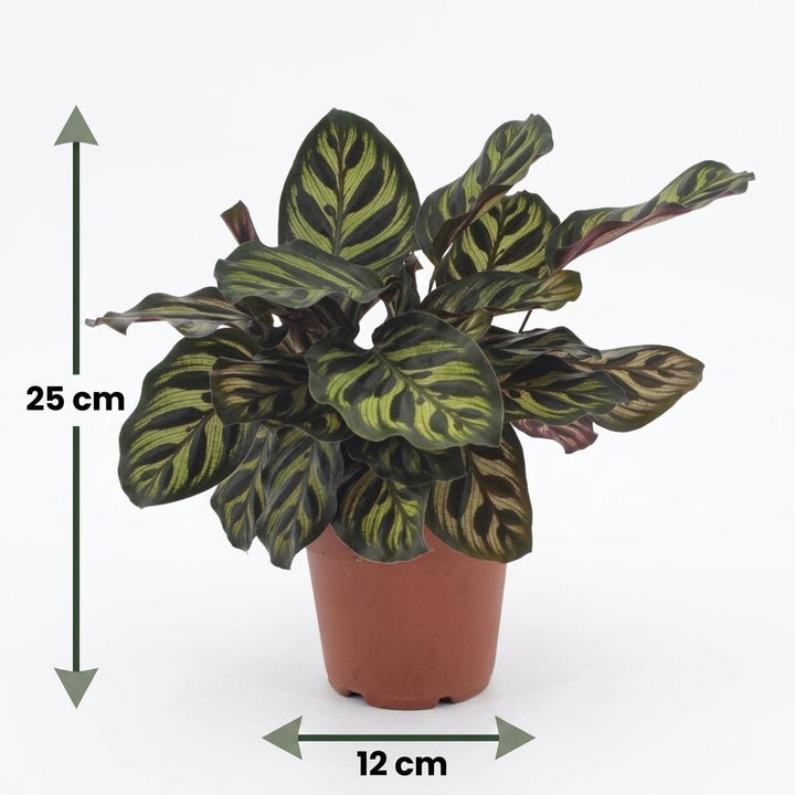 Calathea Makoyana - Peacock Plant - 2 Plants - with Potter Grijs - Pot 12cm - Height 25cm