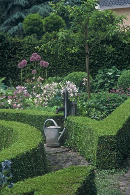 60 Buxus Sempervirens boxwood plants, 10-25cm tall, lush green evergreen shrubs by Everspring for hedging.