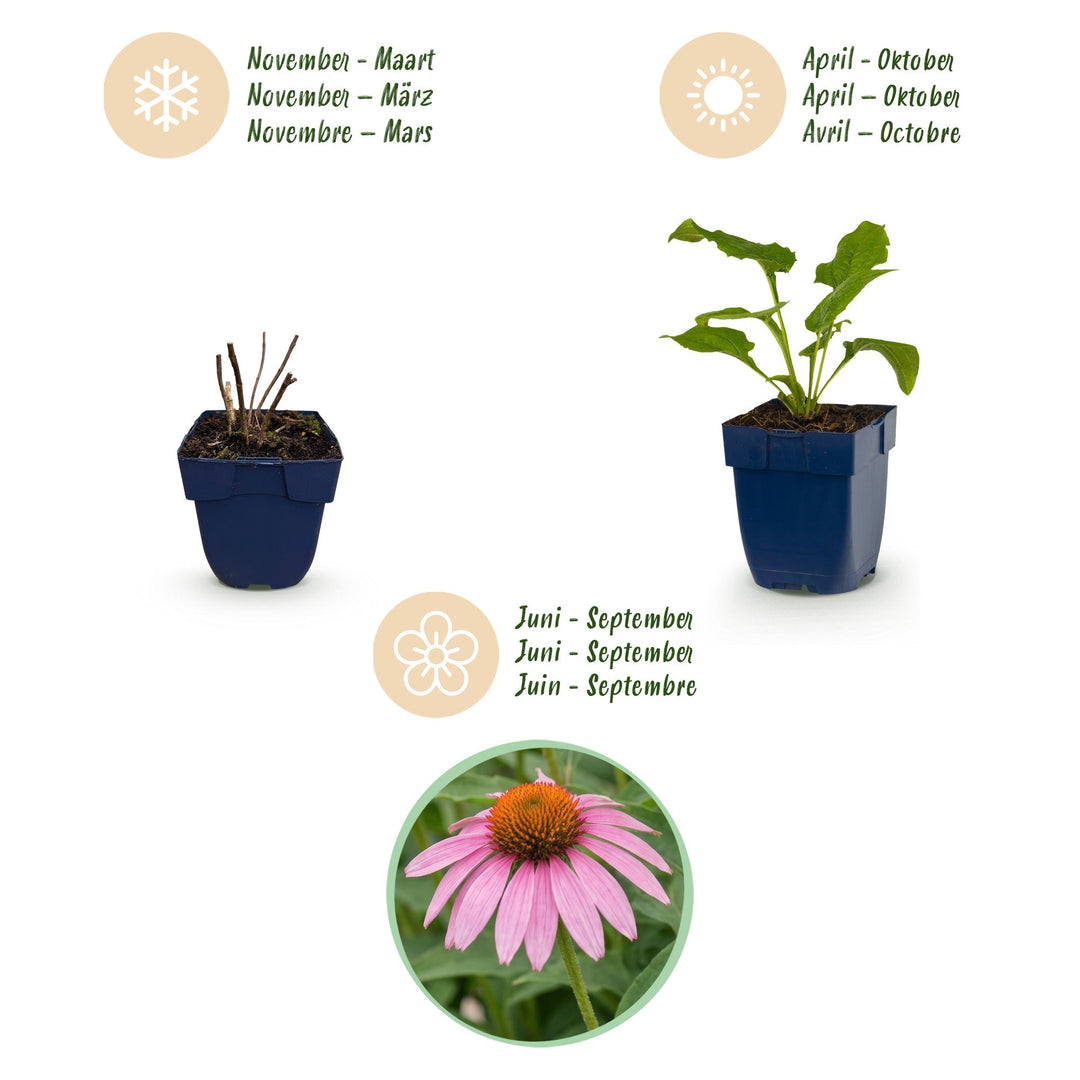 6 Echinacea purpurea 'Magnus' coneflower plants in 11cm pots - view 4