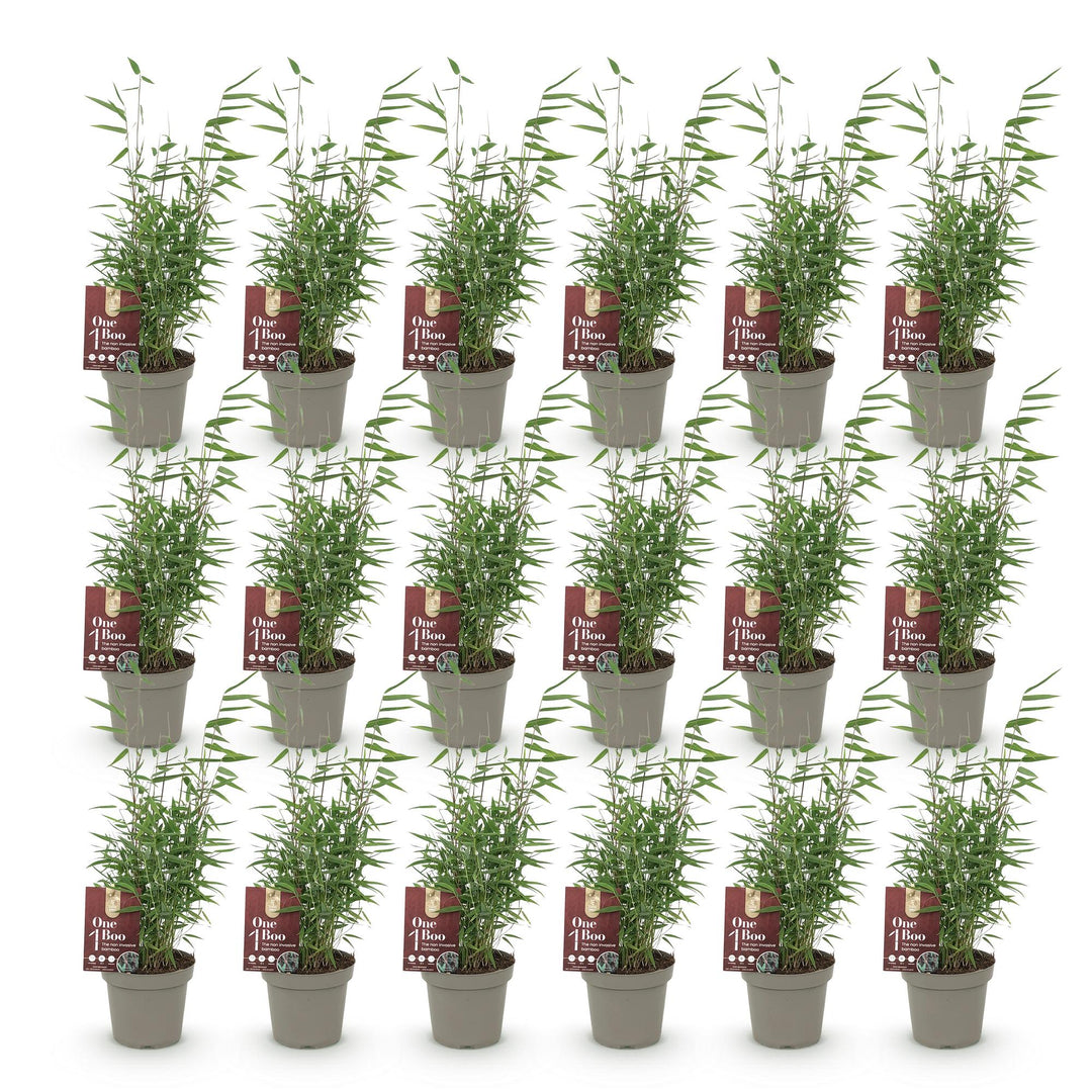 Bamboo - Fargesia Red Dragon - Evergreen - Non-invasive - Green - 18 Plants - Pot 14cm - Height 35cm