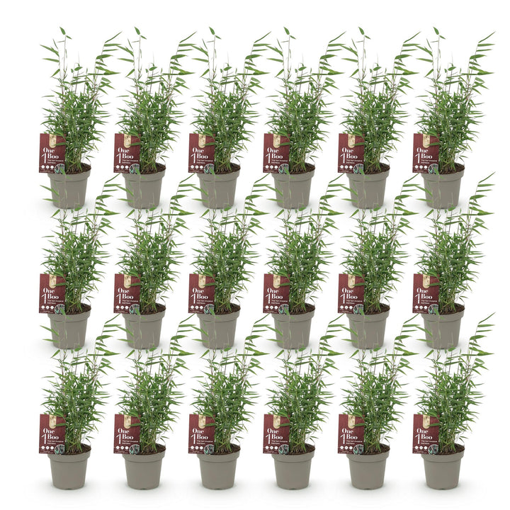 Bamboo - Fargesia Red Dragon - Evergreen - Non-invasive - Green - 18 Plants - Pot 14cm - Height 35cm