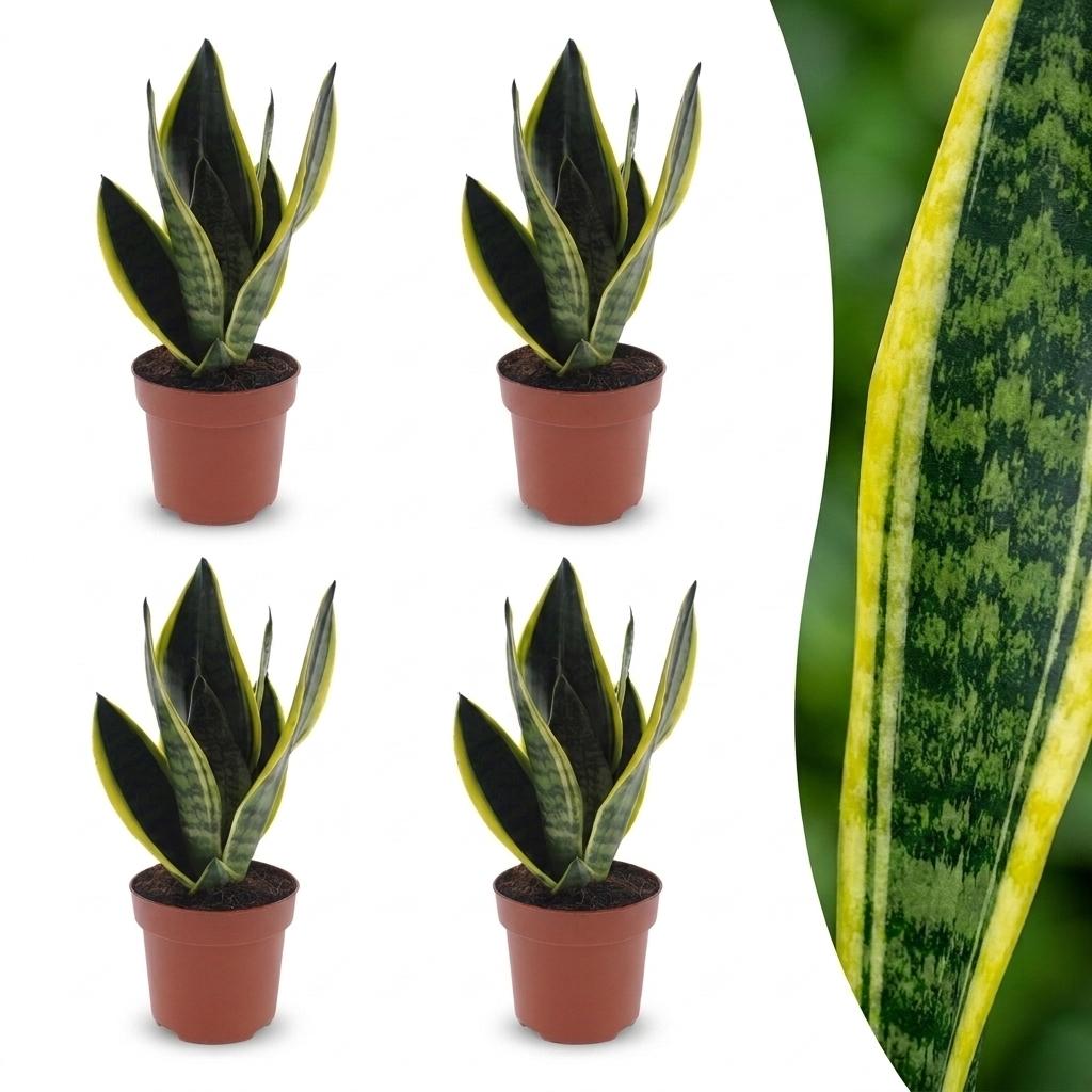 Sansevieria Future Superb - Snake Plant - 4 Plants - Pot 12cm - Height - 35cm