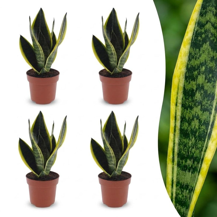 Sansevieria Future Superb - Snake Plant - 4 Plants - Pot 12cm - Height - 35cm
