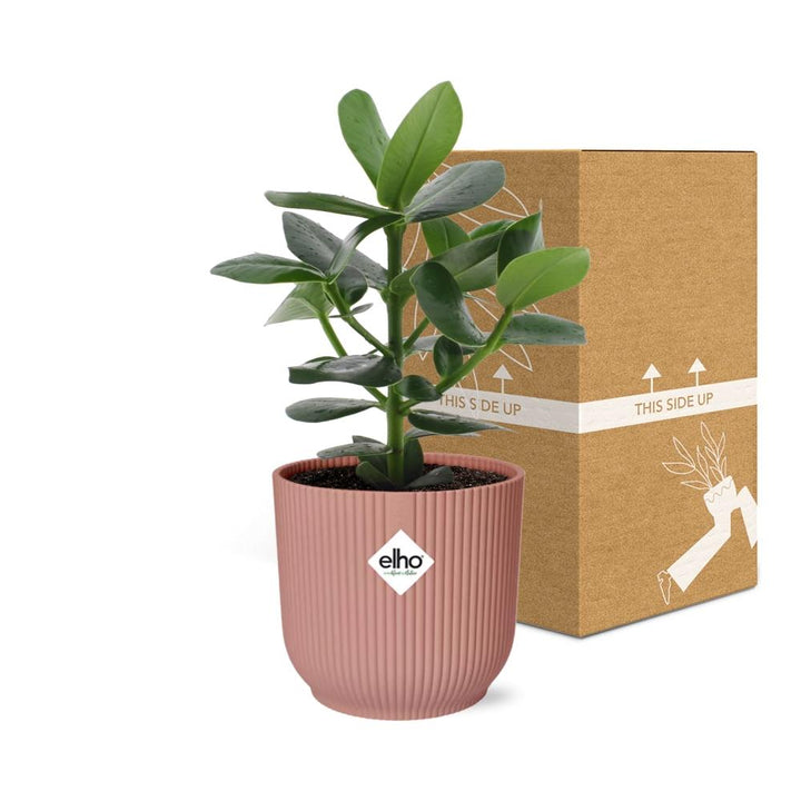Clusia Princess (Clusia rosea 'Princess') in a pink ELHO Vibes pot, view 5