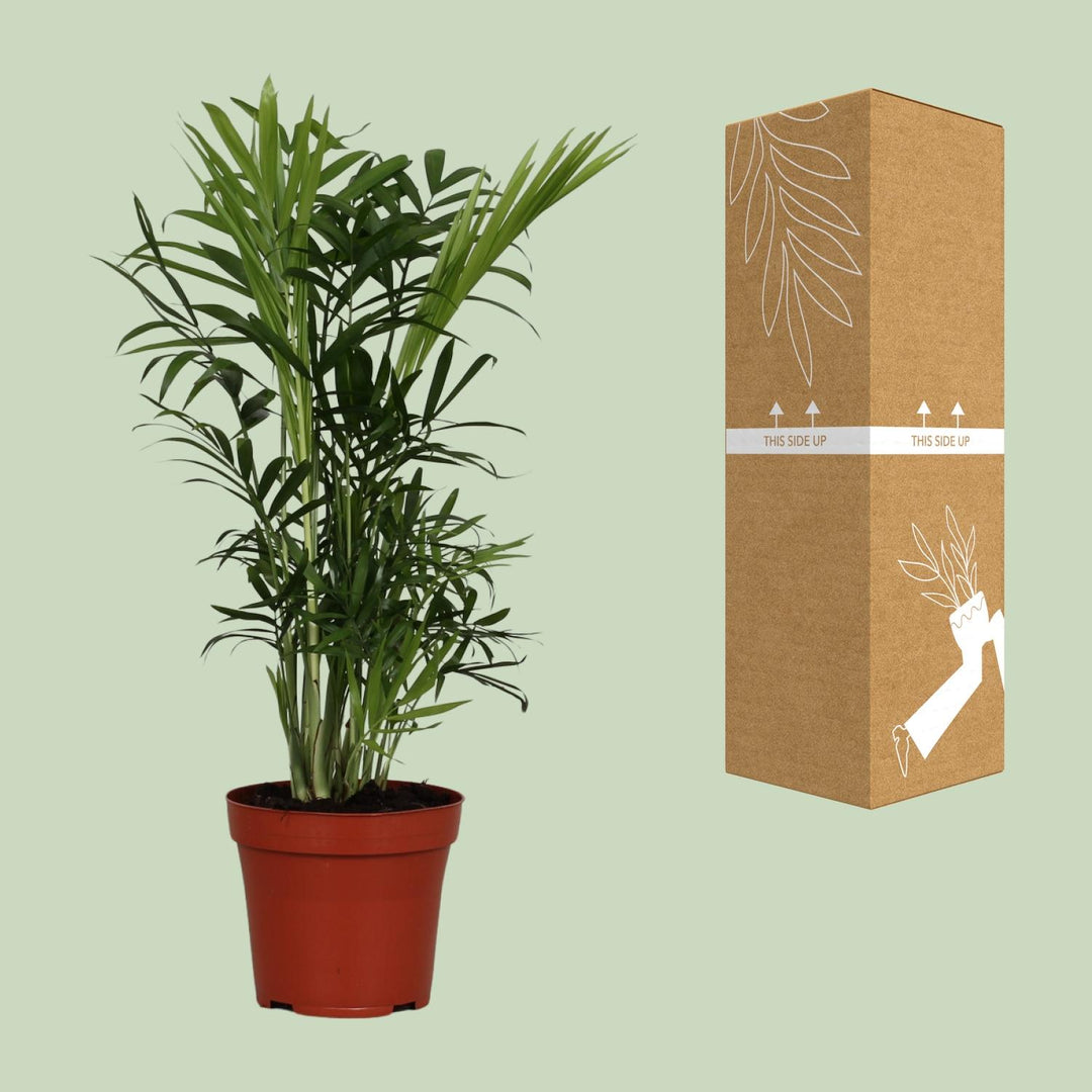 Chamaedorea Elegans Palm 40cm - Low Light Indoor Plant 12cm Pot
