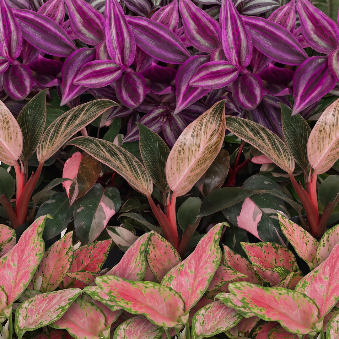 Baby Paradise Mix houseplants, pack of 3 (Tradescantia, Philodendron, Aglaonema), image 4