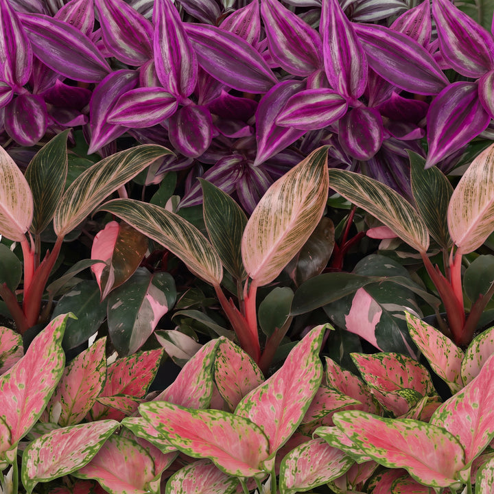 Baby Paradise Mix houseplants, pack of 3 (Tradescantia, Philodendron, Aglaonema), image 4