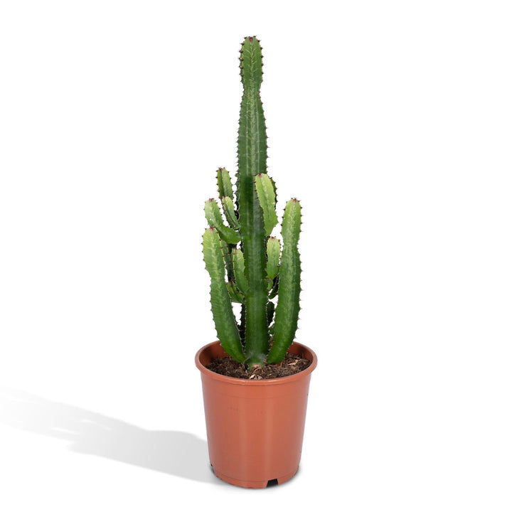 Euphorbia Acrurensis Cactus Plant - 24cm Pot - 60cm Height
