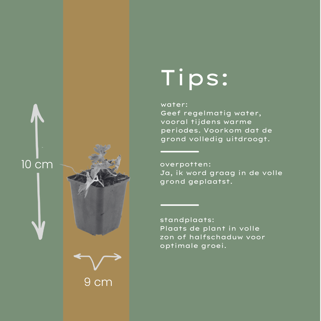60x Geranium 'Azure Rush' - ↕10-25cm - Ø9cm