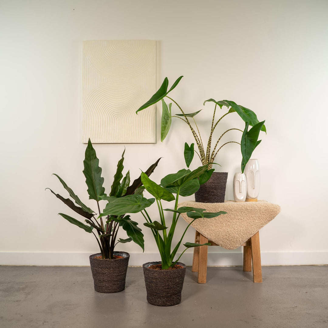 Alocasia Zebrina Plant - Zebra Striped Stems Indoor Houseplant 75cm