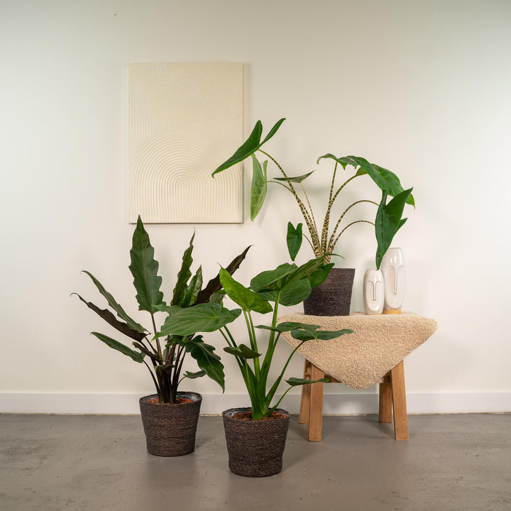 Alocasia Zebrina Plant - Zebra Striped Stems Indoor Houseplant 75cm