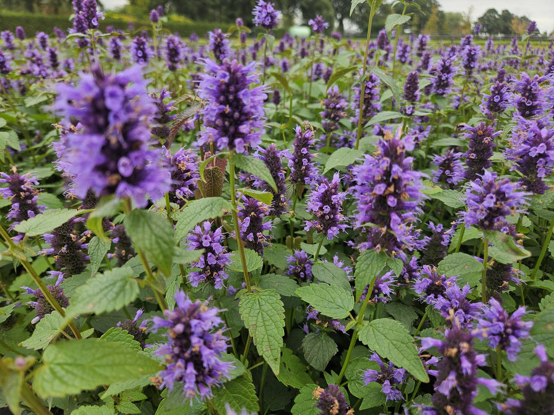 24x Agastache Blue Fortune Planten - Lavendelblauwe Perennial - Ø9cm Potten
