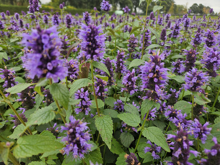 24x Agastache Blue Fortune Planten - Lavendelblauwe Perennial - Ø9cm Potten