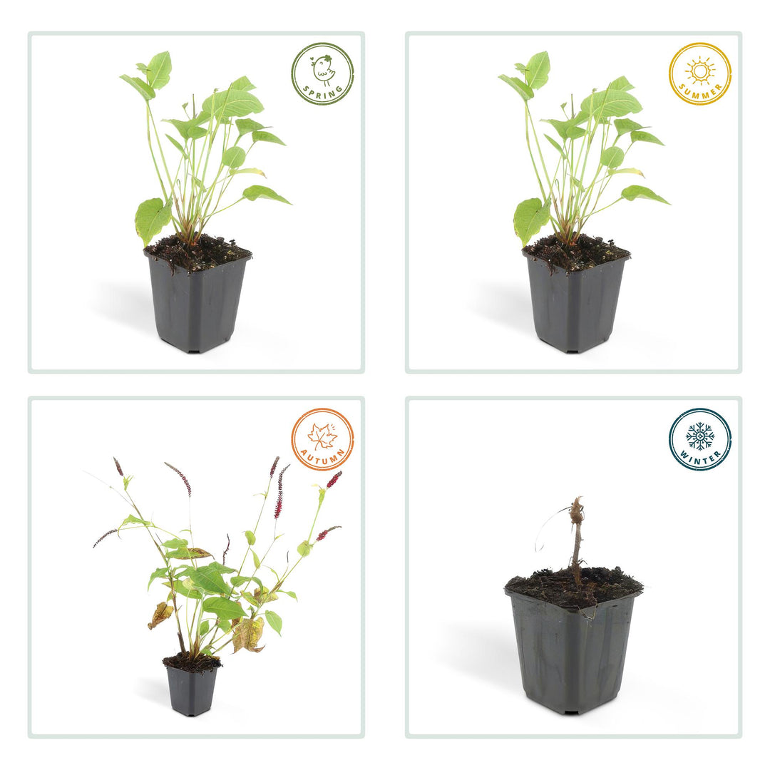 40x Persicaria amplexicaulis - ↕10-25cm - Ø9cm — healthy root ball and nursery pot ready to ship from Ireland
