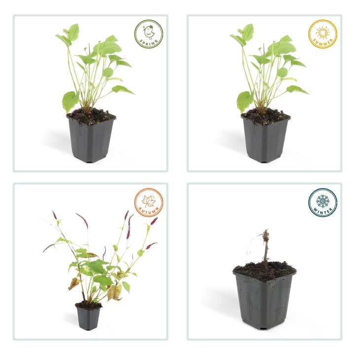 40x Persicaria amplexicaulis - ↕10-25cm - Ø9cm — healthy root ball and nursery pot ready to ship from Ireland