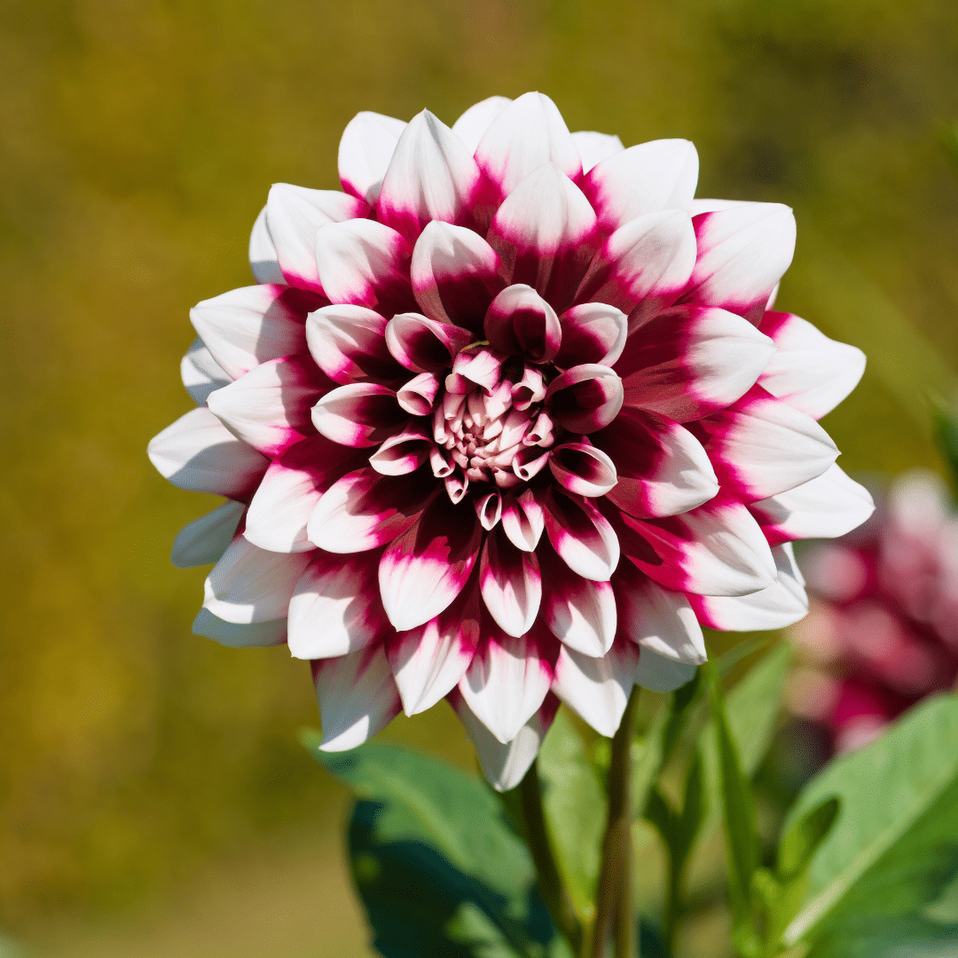 Flowerbulbs Amsterdam - Luxury Box Large, set of 6 Dutch dahlias, 2 boxes for over 2 m²