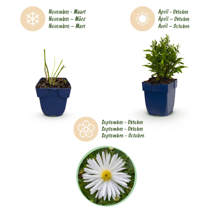 Plante vivace - Aster (D) Schneekissen - Aster maritime - Attire les abeilles et les papillons - Blanc - 24 Plantes - Pot 11cm - Hauteur 15-25cm