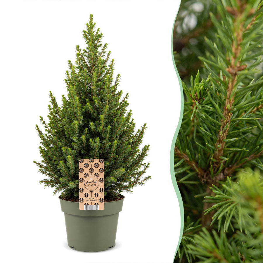 Pack of 2 potted dwarf spruce Christmas trees, 65cm in 19cm pots