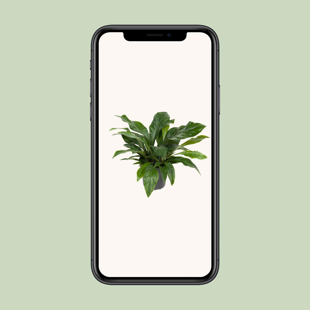 Anthurium Plant 30cm Pot - Heart-Shaped Blooms Indoor Houseplant