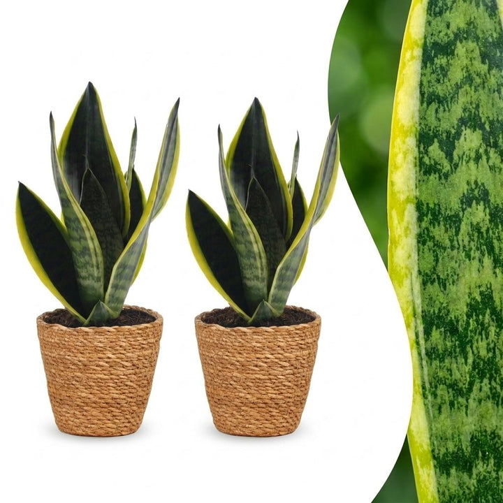 Sansevieria Future Superb - Snake Plant - 2 Plants - with Basket - Pot 12cm - Height 35cm