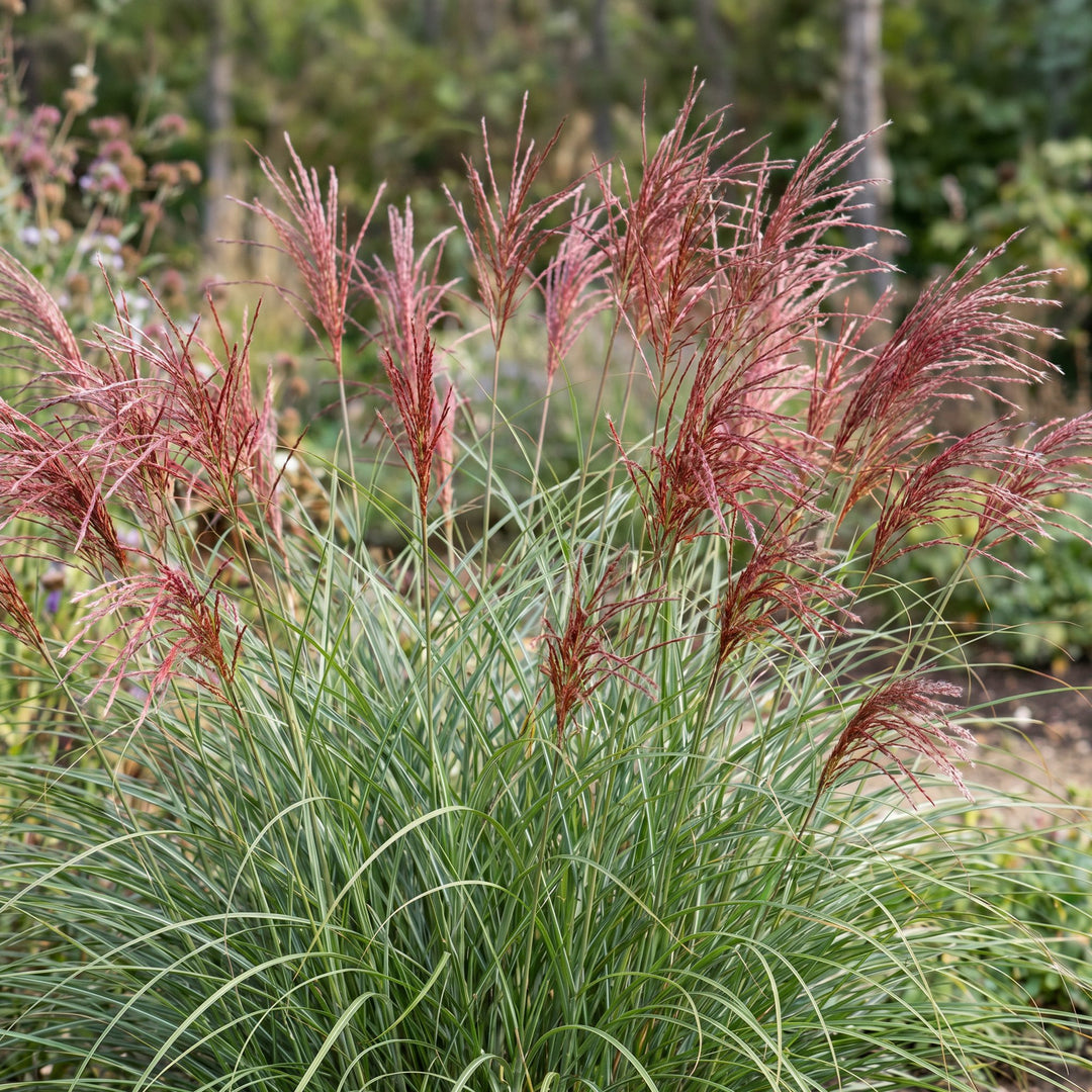 Pack of 24 Miscanthus sinensis 'Red Chief' maiden grass plants in 11cm pots - view 5