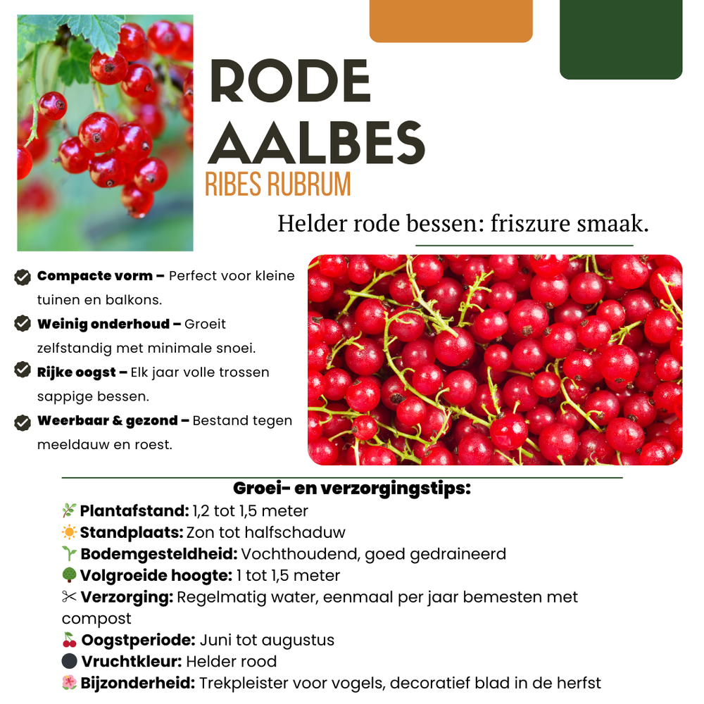 Red currant plant with vibrant berries, compact form, suitable for small gardens, by Everspring.