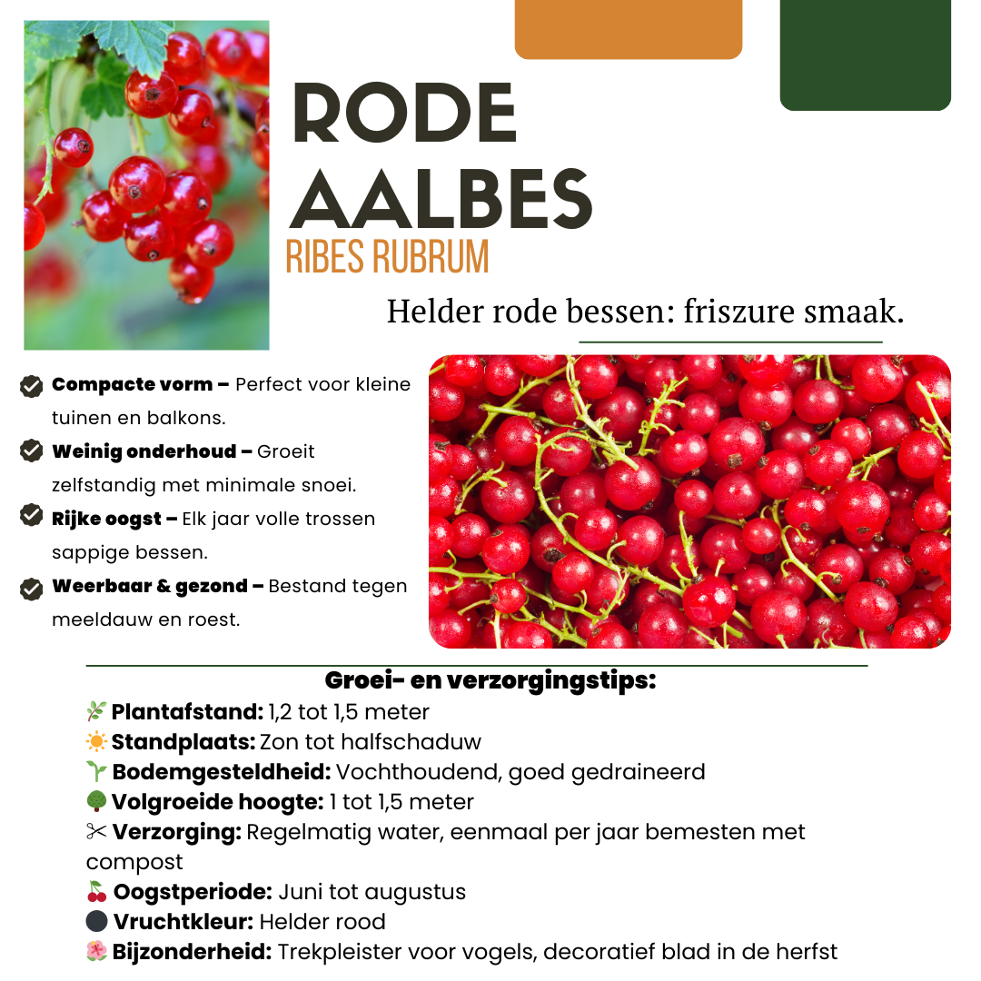 Red currant plant with vibrant berries, compact form, suitable for small gardens, by Everspring.