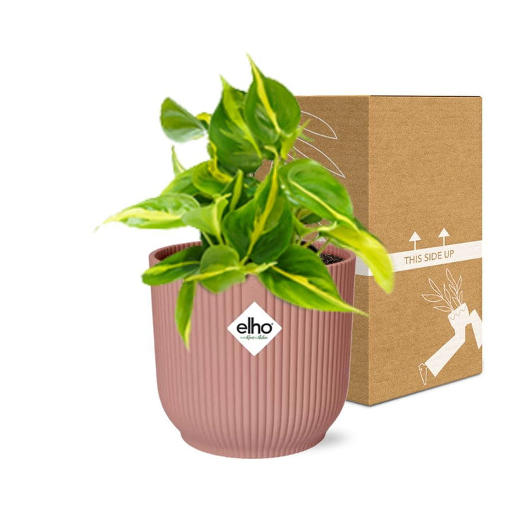 Philodendron Brasil Indoor Plant - Air Purifying Houseplant