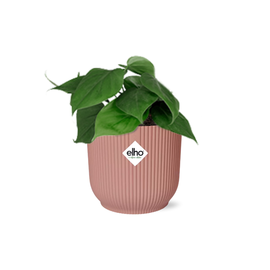 Philodendron Scandens plant with heart-shaped green leaves in a decorative pot by Everspring
