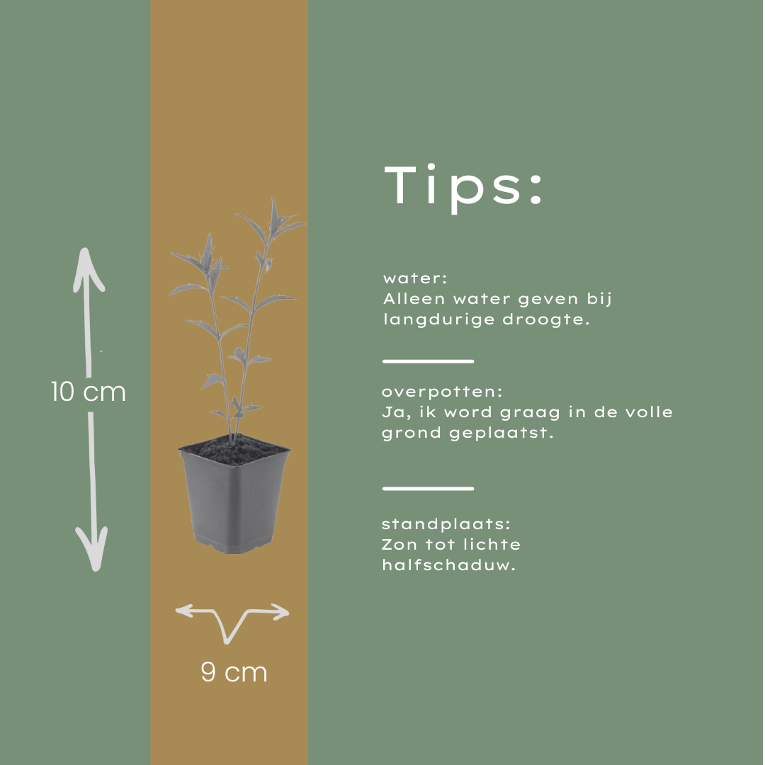 6x Kalimeris incisa 'Blue Star' - ↕10-25cm - Ø9cm