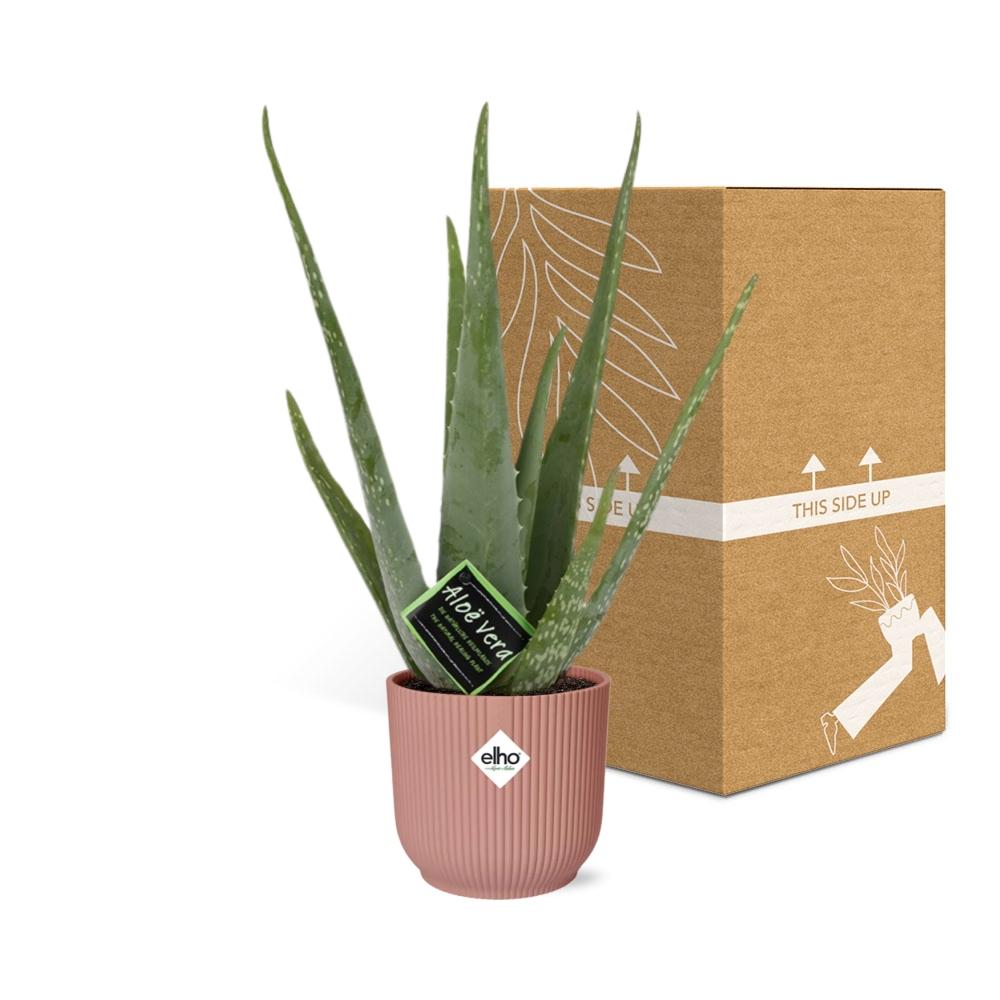 Aloe Vera Plant 12cm - Air Purifying Succulent Houseplant