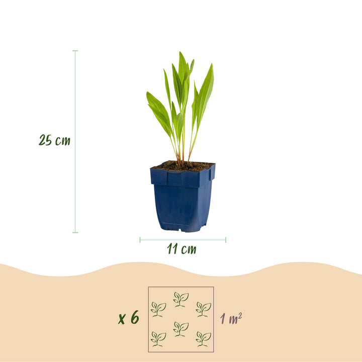 24x Echinacea paradoxa yellow coneflower plants in 11cm pots - view 3