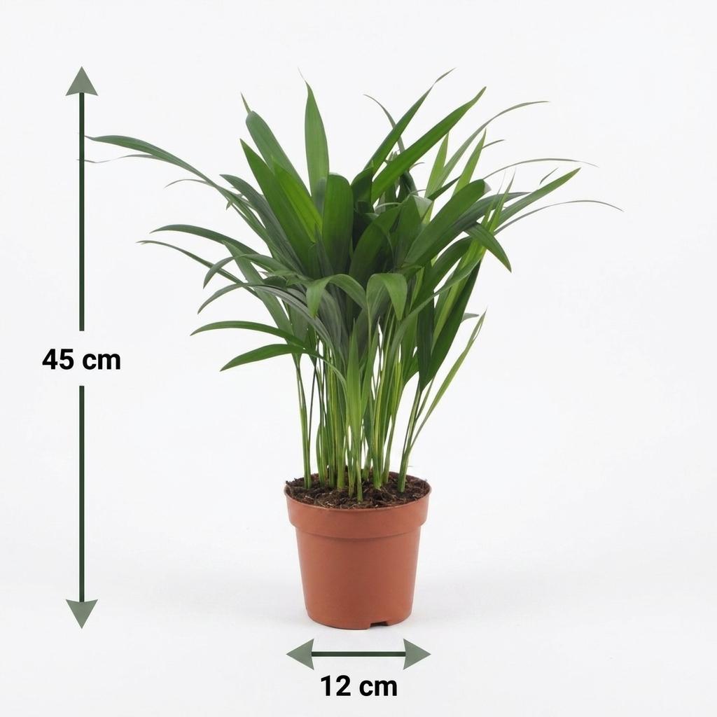 Areca Lutescens - Areca Palm - 4 Plants - with Potter Grijs - Pot 12cm - Height - 45cm